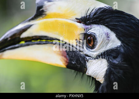 Ritratto di colorati grande hornbill bird Nel verde fogliame sullo sfondo Foto Stock