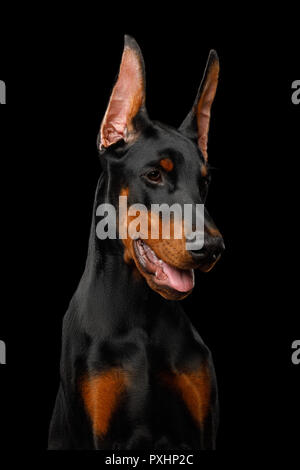 Ritratto di cane Doberman, Giocoso guardando a lato., isolato sfondo nero, vista di profilo Foto Stock