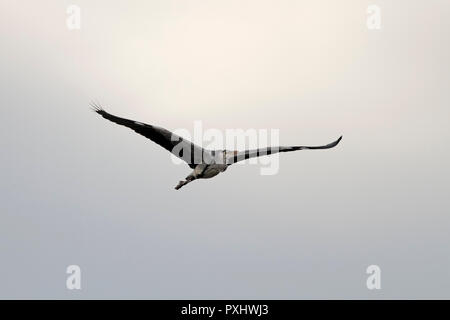 Heron in volo sopra il fiume Douro, Porto, Portogallo, in una mattinata nebbiosa. Soft retroilluminati. Foto Stock