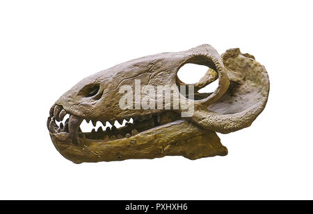 Cranio di dinosauro isolato su bianco Foto Stock