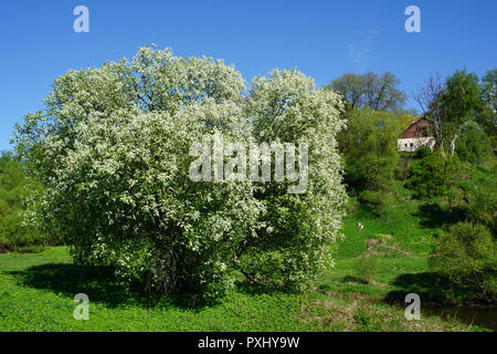 Bianco fiorito di alberi in fiore primavera tempo Foto Stock