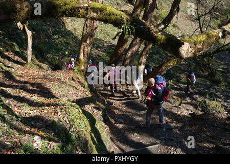 Gruppo di escursionisti passaggi di arrampicata su un sentiero forestale tra Tadapani e Ghorepani, Santuario di Annapurna, Nepal. Foto Stock