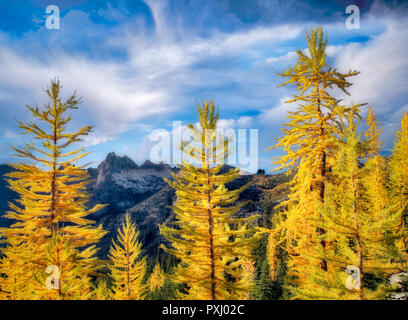 Tamarack o larice in autunno a colori. Parco Nazionale delle Cascate del Nord. Washington Foto Stock