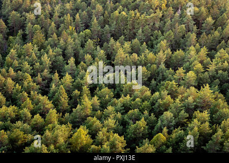 Bella foto panoramica sulle cime della foresta di pini. Vista aerea. Da sopra. Vista superiore Foto Stock