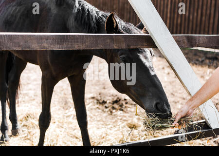 Immagine ritagliata di agricoltore alimentazione di cavallo nero con fieno in stabile Foto Stock