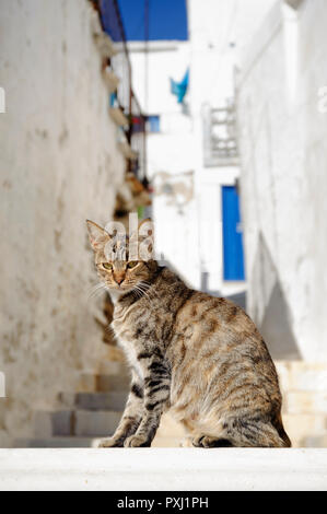 Tabby cat in un tipico villaggio cicladico, isola di Tinos, Grecia. Foto Stock