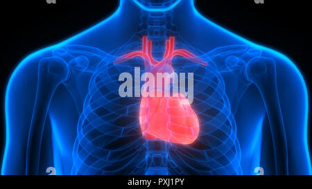 Cuore umano anatomia Foto Stock