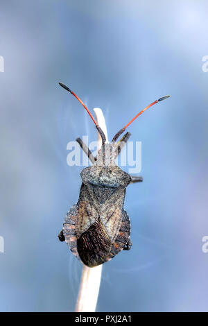 Dock bug, Coreus marginatus Foto Stock