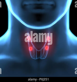 Ghiandole umane (tiroide) anatomia Foto Stock