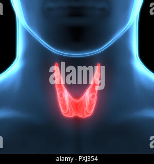 Ghiandole umane (tiroide) anatomia Foto Stock