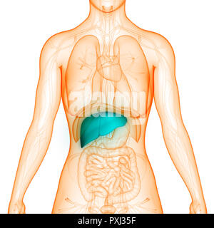 Il fegato umano anatomia Foto Stock