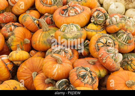 Zucca turbante Foto Stock