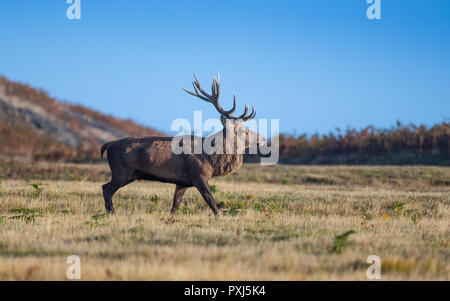 Red Deer Stag mostrato in corrispondenza di solchi stagione nel Regno Unito in Glenfield Lodge Park in Leicestershire Foto Stock