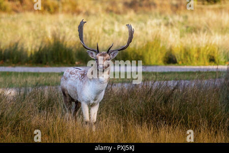 Daini Stag raffigurato nel Regno Unito nel Leciestershire a Glenfield Lodge Park. Un parco faunistico con aree protette per consentire cervi di prosperare. Foto Stock