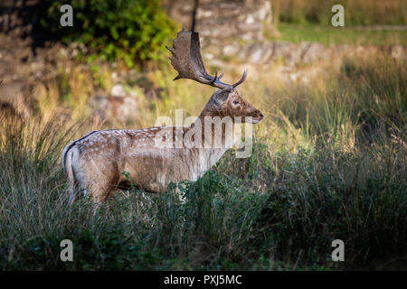 Daini Stag raffigurato nel Regno Unito nel Leciestershire a Glenfield Lodge Park. Un parco faunistico con aree protette per consentire cervi di prosperare. Foto Stock