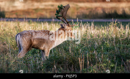 Daini Stag raffigurato nel Regno Unito nel Leciestershire a Glenfield Lodge Park. Un parco faunistico con aree protette per consentire cervi di prosperare. Foto Stock