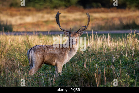 Daini Stag raffigurato nel Regno Unito nel Leciestershire a Glenfield Lodge Park. Un parco faunistico con aree protette per consentire cervi di prosperare. Foto Stock