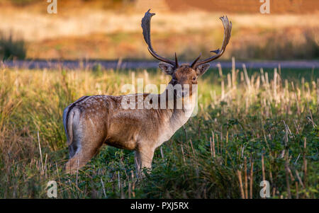 Daini Stag raffigurato nel Regno Unito nel Leciestershire a Glenfield Lodge Park. Un parco faunistico con aree protette per consentire cervi di prosperare. Foto Stock