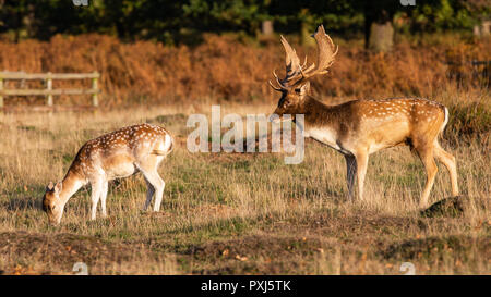 Daini Stag raffigurato nel Regno Unito nel Leciestershire a Glenfield Lodge Park. Un parco faunistico con aree protette per consentire cervi di prosperare. Foto Stock