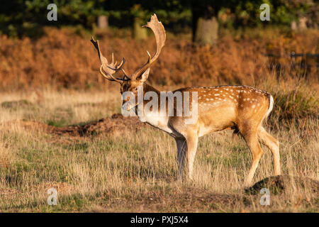 Daini Stag raffigurato nel Regno Unito nel Leciestershire a Glenfield Lodge Park. Un parco faunistico con aree protette per consentire cervi di prosperare. Foto Stock