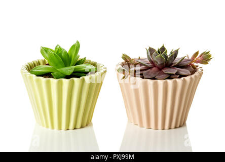 Le piante succulente in color pastello vasi di ceramica, su sfondo bianco con la riflessione. Foto Stock