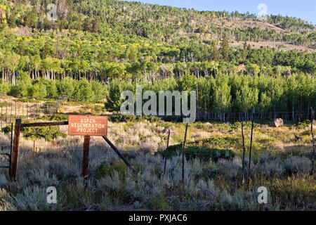 Vacilla Aspen Grove 'Pando Clone' , noto anche come tremore gigante, colonia clonale. Foto Stock