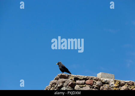 Adulto crow siede su un recinto contro il cielo blu, silhouette di un black bird Foto Stock