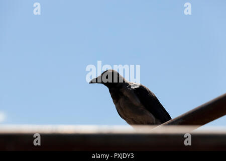 Adulto crow siede su un recinto contro il cielo blu, silhouette di un black bird Foto Stock