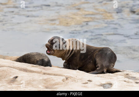 Baby Sea Lion Pup Foto Stock