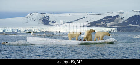 Gli orsi polari (Ursus maritimus), diga con giovani animali su ghiaccio floe, con la carcassa di un sigillo catturata, Svalbard artico norvegese Foto Stock