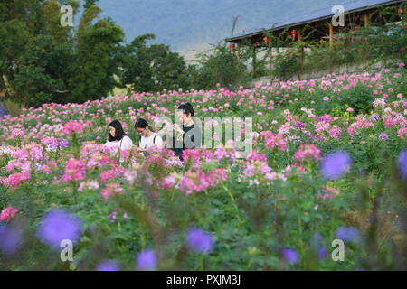 Fuzhou, la Cina della provincia del Fujian. 22 ottobre, 2018. I turisti scattare foto di fiori in Kongyuan villaggio nella contea di Minhou, a sud-est della Cina di provincia del Fujian, Ottobre 22, 2018. Credito: Lin Shanchuan/Xinhua/Alamy Live News Foto Stock