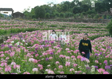 Fuzhou, la Cina della provincia del Fujian. 22 ottobre, 2018. I turisti osservare fiori a Kongyuan villaggio nella contea di Minhou, a sud-est della Cina di provincia del Fujian, Ottobre 22, 2018. Credito: Lin Shanchuan/Xinhua/Alamy Live News Foto Stock