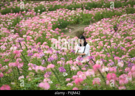 Fuzhou, la Cina della provincia del Fujian. 22 ottobre, 2018. Una viste turistiche fiori a Kongyuan villaggio nella contea di Minhou, a sud-est della Cina di provincia del Fujian, Ottobre 22, 2018. Credito: Lin Shanchuan/Xinhua/Alamy Live News Foto Stock