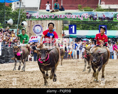 Chonburi, Chonburi, Thailandia. 23 Ott, 2018. Un bufalo gara in Chonburi. I concorrenti gara bufalo indiano di acqua di circa 100 metri giù un fangoso subito. Il buffalo gare in Chonburi prima ha avuto luogo nel 1912 per il Re Tailandese Rama VI. Ora le gare si sono evoluti in un festival che segna la fine della Quaresima buddista e si tiene la prima luna piena dell' undicesimo mese lunare (ottobre o novembre). Migliaia di persone sono venute a Chonburi, circa 90 minuti da Bangkok, per le gare e carnevale midway. Credit: Jack Kurtz/ZUMA filo/Alamy Live News Foto Stock