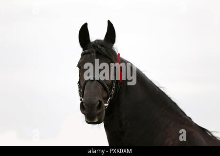 Headshot closeup di una razza stallone frisone Foto Stock