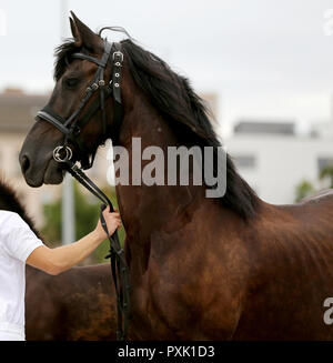 Headshot ritratto di un frisone cavallo nero con capezza Foto Stock