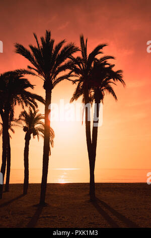 Un bellissimo tramonto sul mare con red burning sky e silhouette di palme in primo piano. Foto Stock