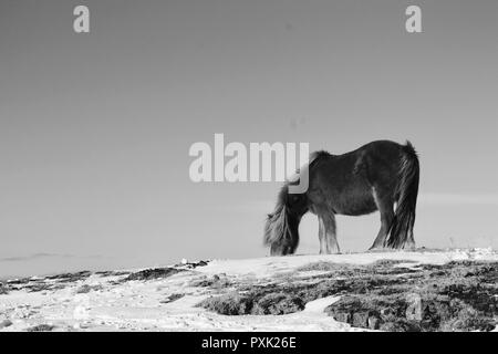 Cavallo al pascolo sulla collina Foto Stock