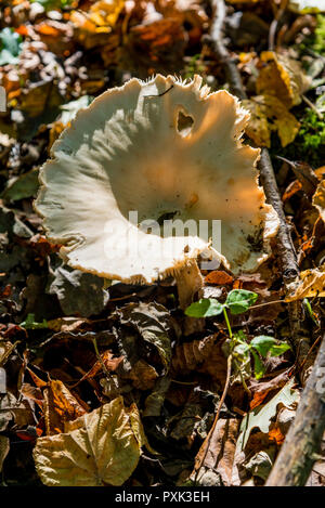 Funghi nella foresta Savernake Wiltshire, Inghilterra - Regno Unito. Pleurotus ostreatus, i funghi orecchioni, è un comune di funghi commestibili. Foto Stock