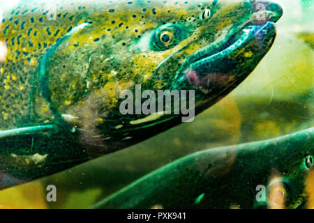 Salmone Chinook Issaquah incubatoio Washington. Salmone swim up il Issaquah creek all'incubatrice. Foto Stock