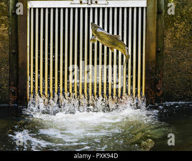 Salmone Chinook Jumping Issaquah incubatoio Washington. Salmone swim up il Issaquah creek all'incubatrice. Foto Stock