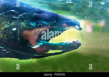 Salmone Chinook Issaquah incubatoio Washington. Salmone swim up il Issaquah creek all'incubatrice. Foto Stock