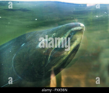 Salmone Chinook Issaquah incubatoio Washington. Salmone swim up il Issaquah creek all'incubatrice. Foto Stock