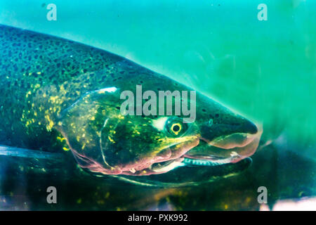 Salmone Chinook Issaquah incubatoio Washington. Salmone swim up il Issaquah creek all'incubatrice. Foto Stock