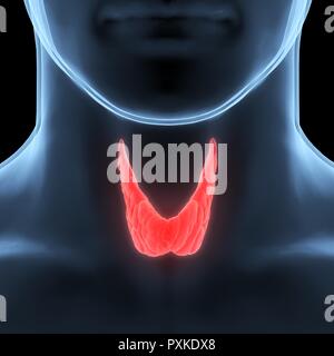 Ghiandole umane (tiroide) anatomia Foto Stock