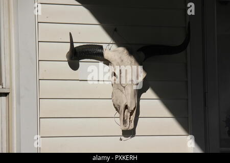 Decorative e imbianchiti sterzare il cranio con corna appesa al portico anteriore di una casa. Foto Stock