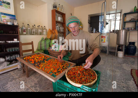 L'argentino Alejandro Trevisan è un viaggiatore che ha dedicato la sua vita a piante, nella sua casa nel centro di Pisac, ha un piccolo laboratorio fo Foto Stock