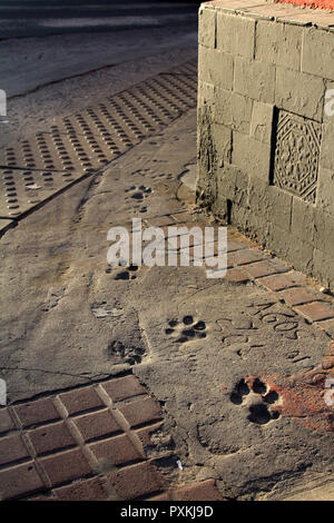 Le tracce del cane intorno ad un angolo di calcestruzzo bagnato in San Telmo, Buenos Aires, Argentina Foto Stock