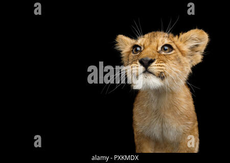 Ritratto di Carino Lion Cub con curiosi volto alla ricerca di isolati su sfondo nero, vista frontale Foto Stock