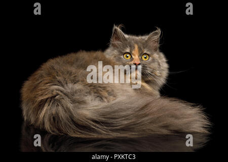 Breve Munchkin tartaruga Cat Fur giacenti e guardando indietro isolato su sfondo nero Foto Stock